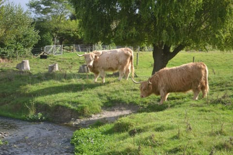 Activities, Animals