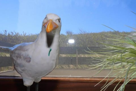 Widlak Apartment in Westerland