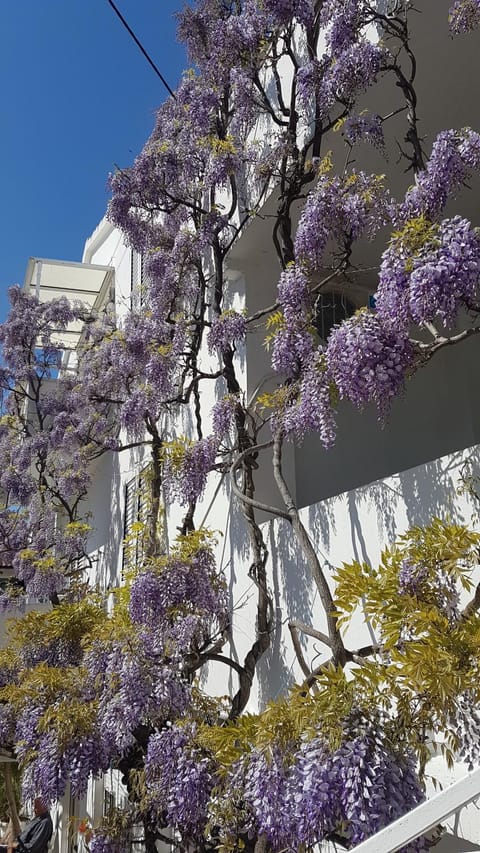 Apartmani Šurlin Bed and Breakfast in Hvar