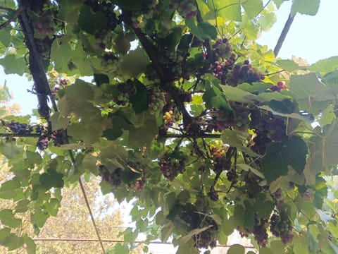 Agriturismo Desole Farm Stay in Sardinia