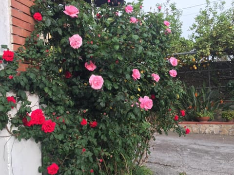 Spring, Day, Garden, Garden view