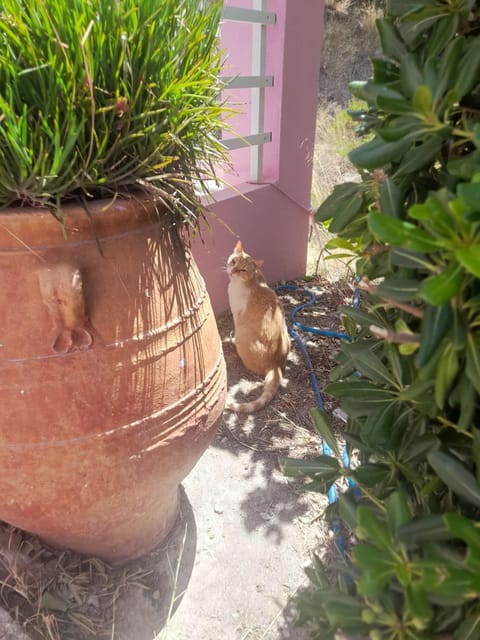 Camelia Apartment in Plakias