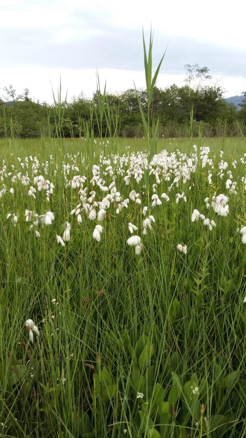 Spring, Natural landscape, Garden