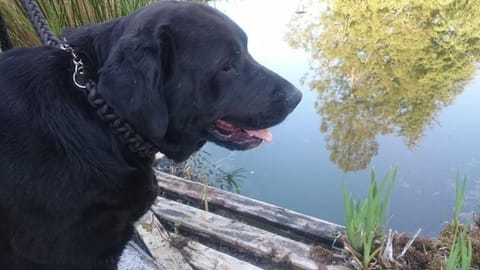 Slow House y La cabaña de Miss Slower Villa in Viana do Castelo District, Portugal