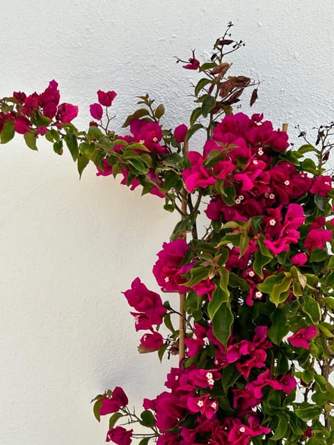 Delight Apartments suites Apartment in Naxos, Naxos and Lesser Cyclades, Greece