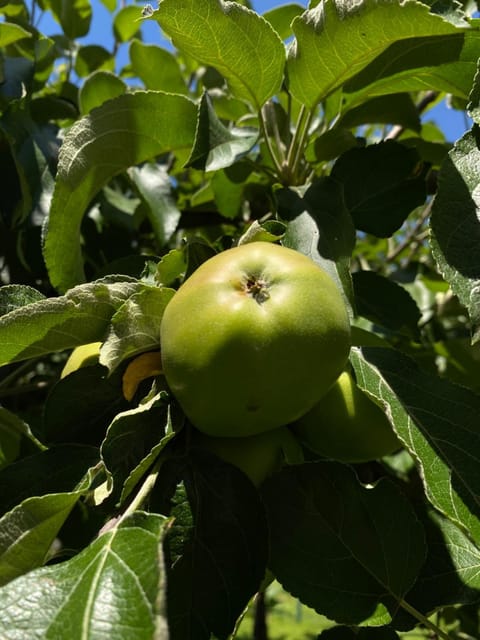 Apartment Studio Van Bakel Gerard Apartment in Bled