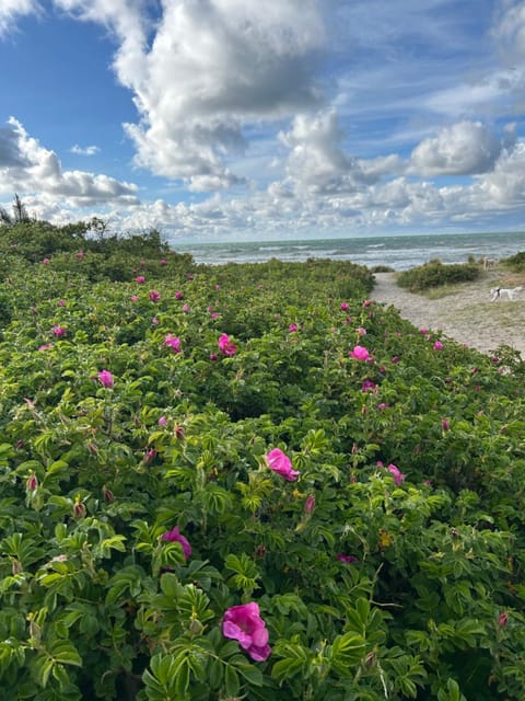 Retro Beach House House in Zealand