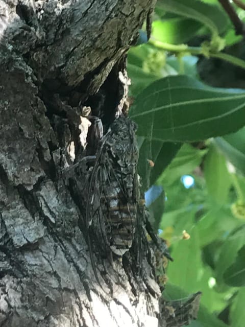 les mazets de la reine Pédauque House in Arles