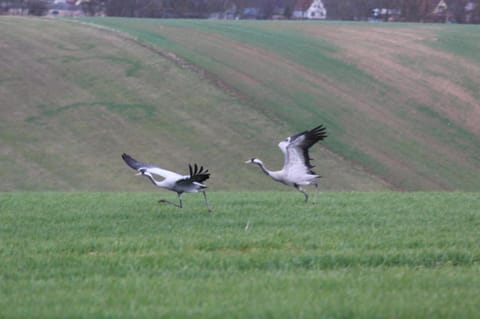 Property building, Other