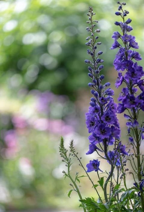 Beeltjens B&B: Wolf&Belle Bed and Breakfast in Flanders