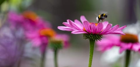 Beeltjens B&B: Wolf&Belle Bed and Breakfast in Flanders