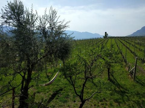 Weingut Hochleiten Apartment in Trentino-South Tyrol