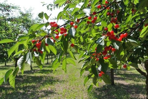 Alloggio Cantalupo Farm Stay in Emilia-Romagna