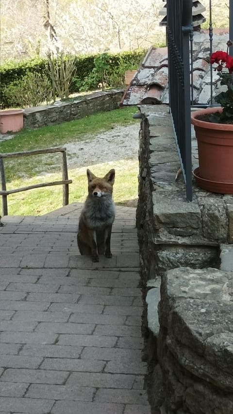 BORGO VERDE Villa in Umbria