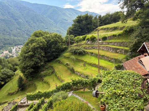 Casa immersa nel vigneto Apartment in Canton of Ticino