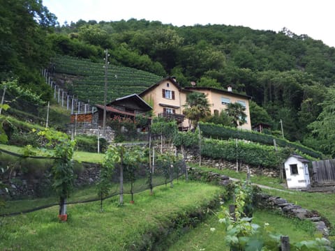 Casa immersa nel vigneto Apartment in Canton of Ticino