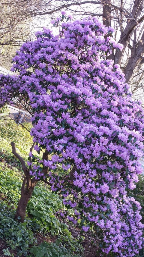 Spring, Off site, Garden, On site