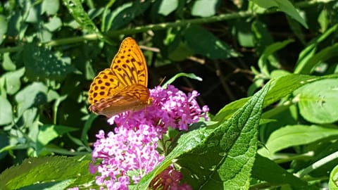 Summer, Garden, On site