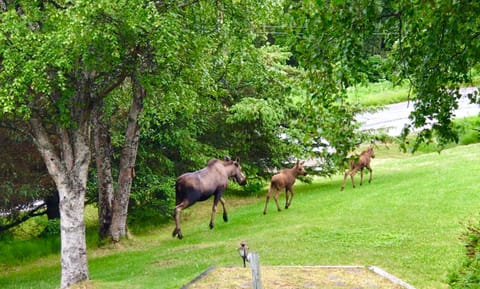 Day, Natural landscape, Animals