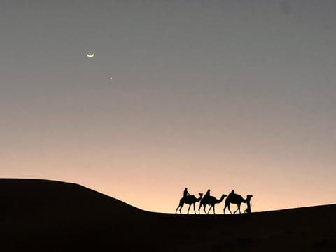 Animals, Sunset