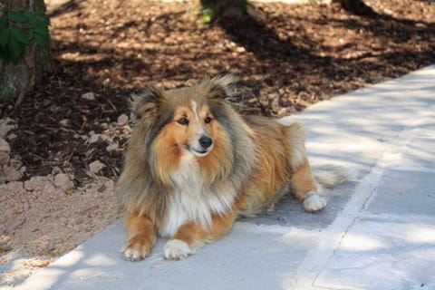 Butterfly cabin Cabin in County Limerick
