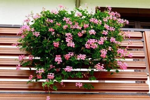 TOMLJANOVIĆ Bed and Breakfast in Jezerce