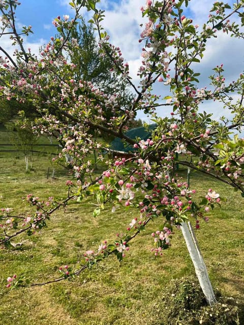 Bungalovi Mijakovici Bed and Breakfast in Zlatibor District, Serbia