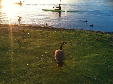 Natural landscape, Animals