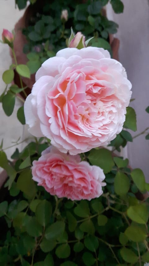 Casa Puccini B&B Maratea Bed and Breakfast in Maratea