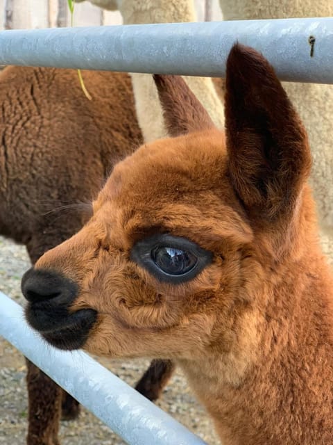 Grillinghof Farm Stay in Salzburgerland