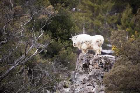 Alpine Airspace by KABINO Airpark Foosball Garage Satellite House in Wyoming