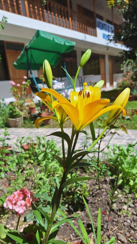 Property building, Garden