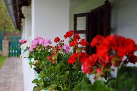Facade/entrance, Garden