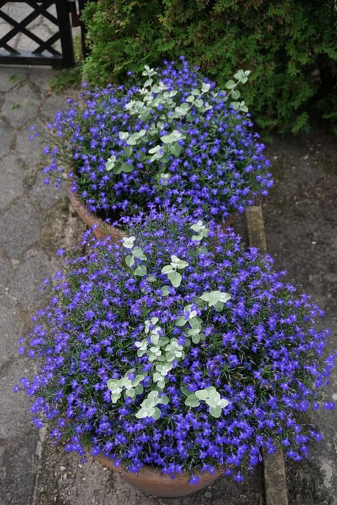 Apartamentai Vida Apartment in Palanga