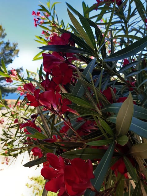 Varaždinci Apartment in Šibenik-Knin County, Croatia