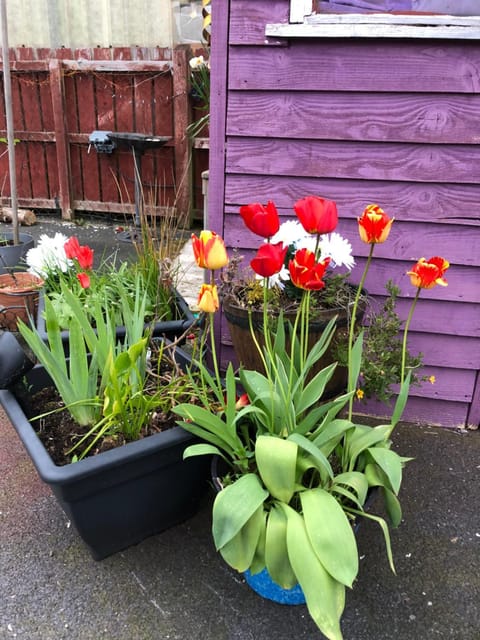 Eden House House in Louth, Co. Louth, Ireland