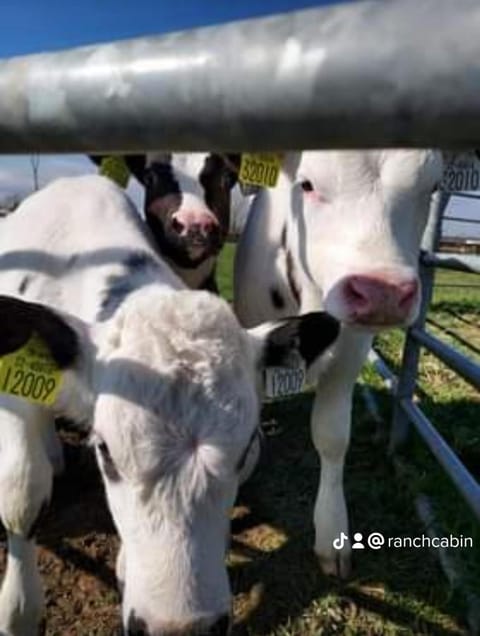 The Ranch Cabin Cabin in County Kilkenny