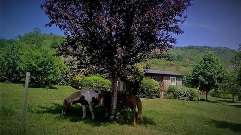 Spring, Day, Natural landscape, Garden, Animals, Garden view