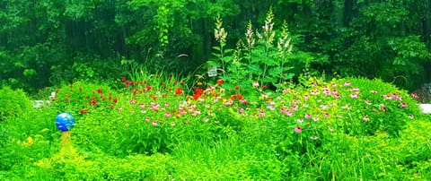 Day, Natural landscape, Garden, Garden view, Sunrise