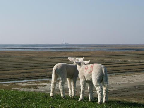 Haus Georgi Apartment in Sankt Peter-Ording