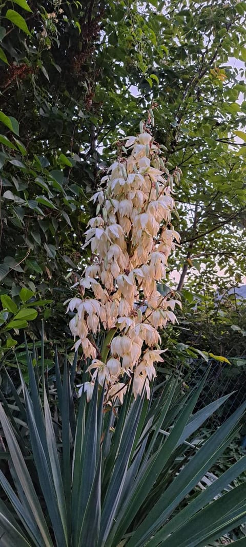 Ons huisje "Bienvenidos" met garage Chalet in Wallonia, Belgium