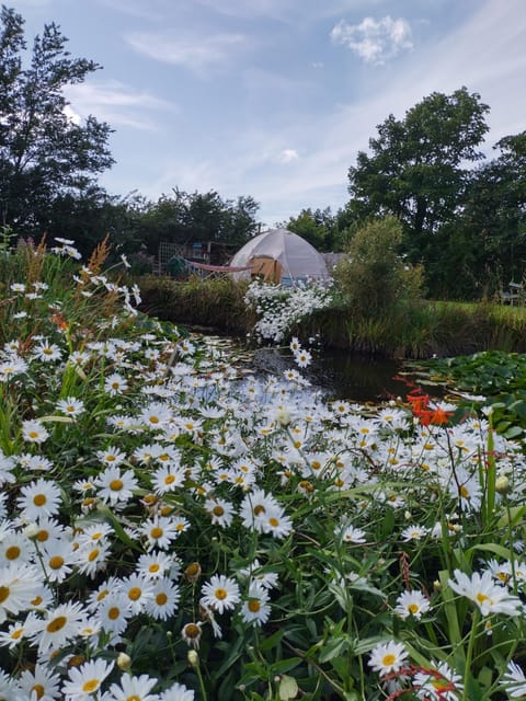 Bellavita Luxury tent in Wales