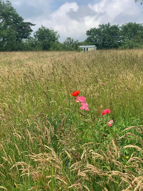 Hillcrest Hut Apartment in Wales