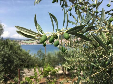 A & A Luxury Guest House Apartment in Okrug Gornji