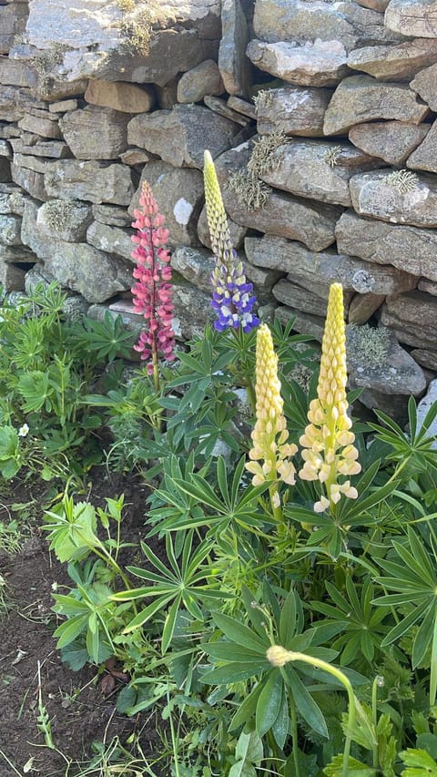 The View Bed and Breakfast in Lahinch