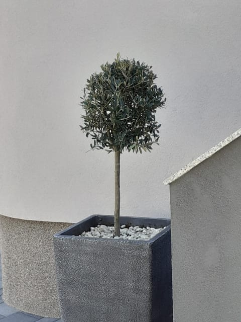 Property building, Garden