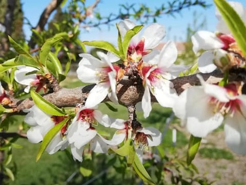 Les Amandiers - 5 km de la plage Apartment in Sainte-Maxime