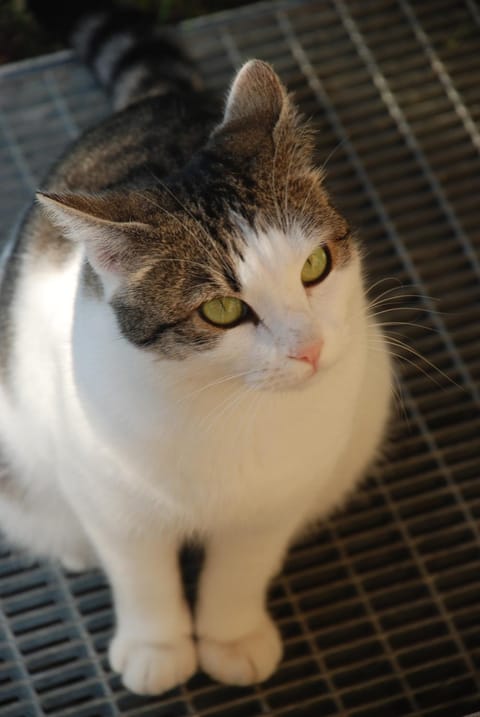 Bed and Breakfast Latteletto Bed and Breakfast in Tortoreto