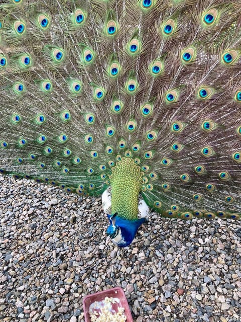 Meadowview Bed and Breakfast in East Devon District