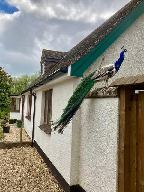 Meadowview Bed and Breakfast in East Devon District